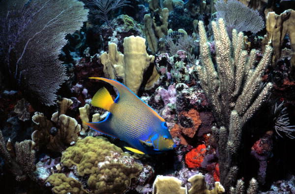 John Pennekamp Coral Reef State Park