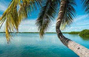 A curved palm tree trunk leans over calm, turquoise water under a sunny blue sky. Its fronds hang in the foreground, framing a view of a distant, tree-lined shore.